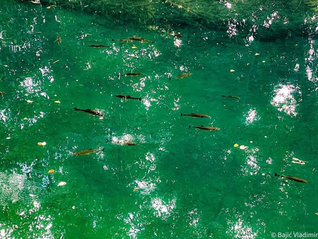 Appartamento Poljoprivredno Turisticko Domacinstvo Deguric Valjevo Esterno foto