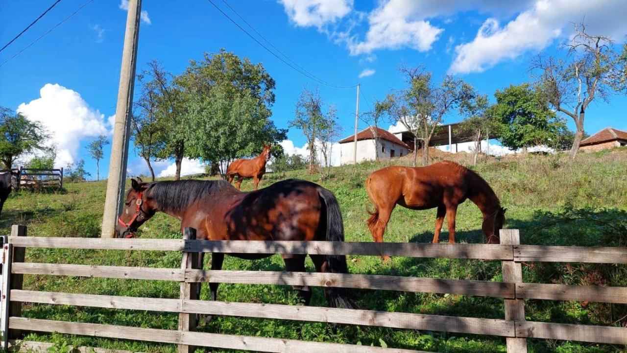 Appartamento Poljoprivredno Turisticko Domacinstvo Deguric Valjevo Esterno foto